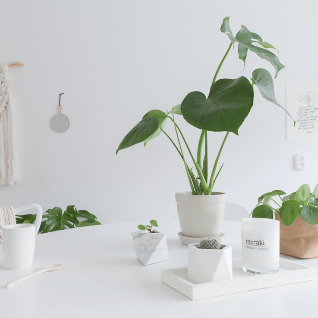 Tout ce qu'il faut savoir sur l'Alocasia - Green Bubble