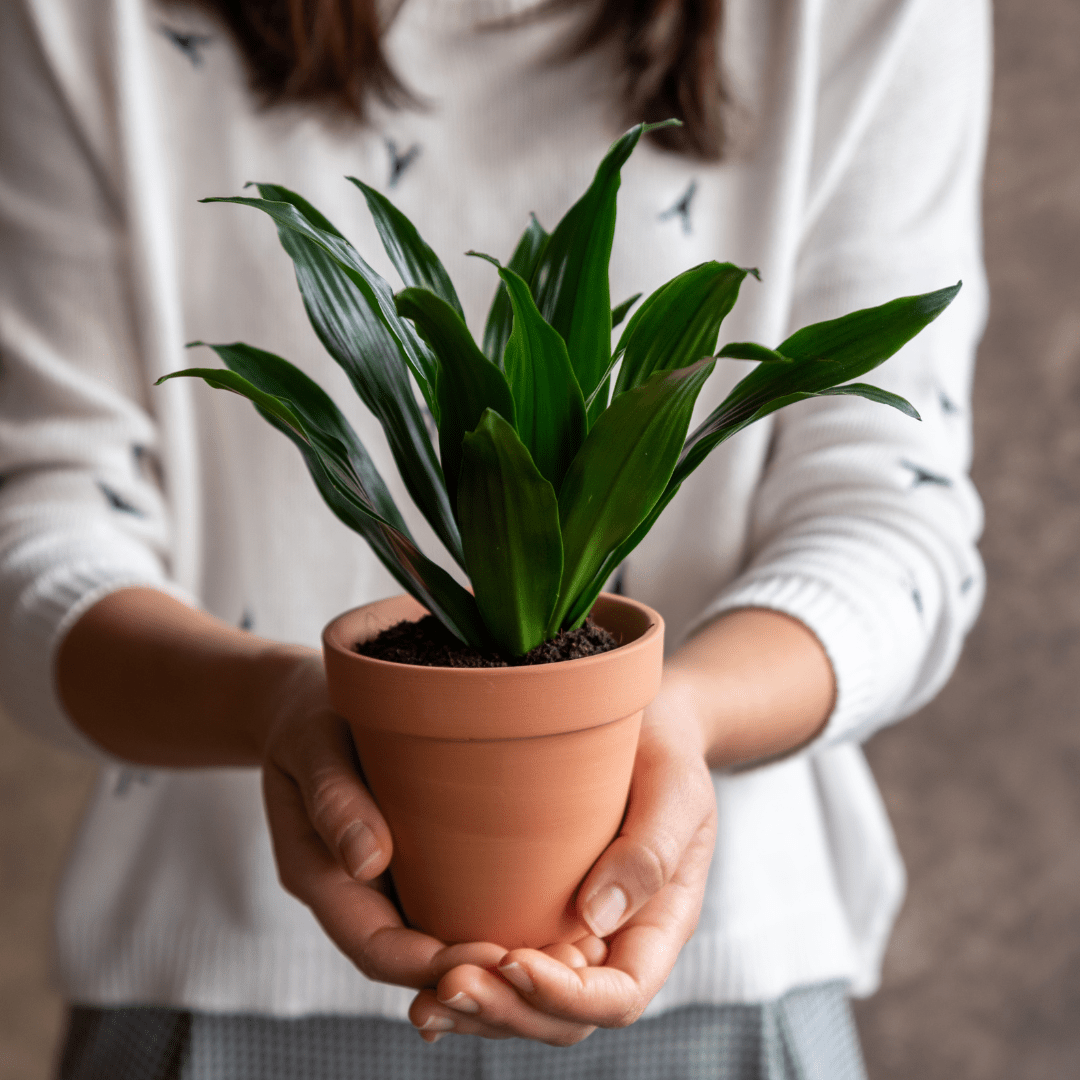 6x die besten Geschenke für Pflanzenliebhaber - Green Bubble