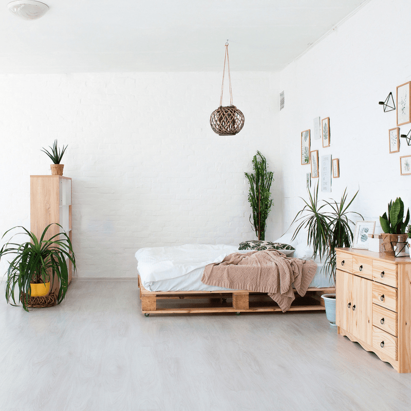 Low budget en easy-care planten voor in je studentenkamer - Green Bubble