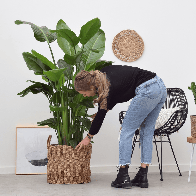 Creëer ruimte in huis met één van deze grote kamerplanten - Green Bubble