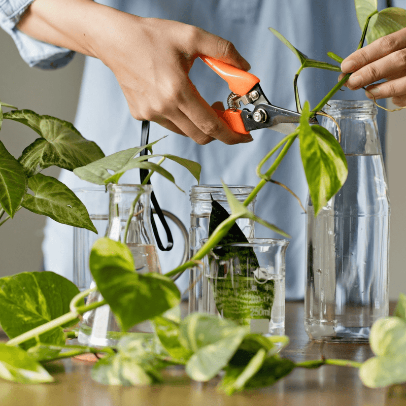 Hoe stek ik mijn kamerplant? - Green Bubble