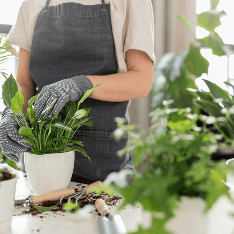 Welke potgrond kies ik voor mijn kamerplant? - Green Bubble