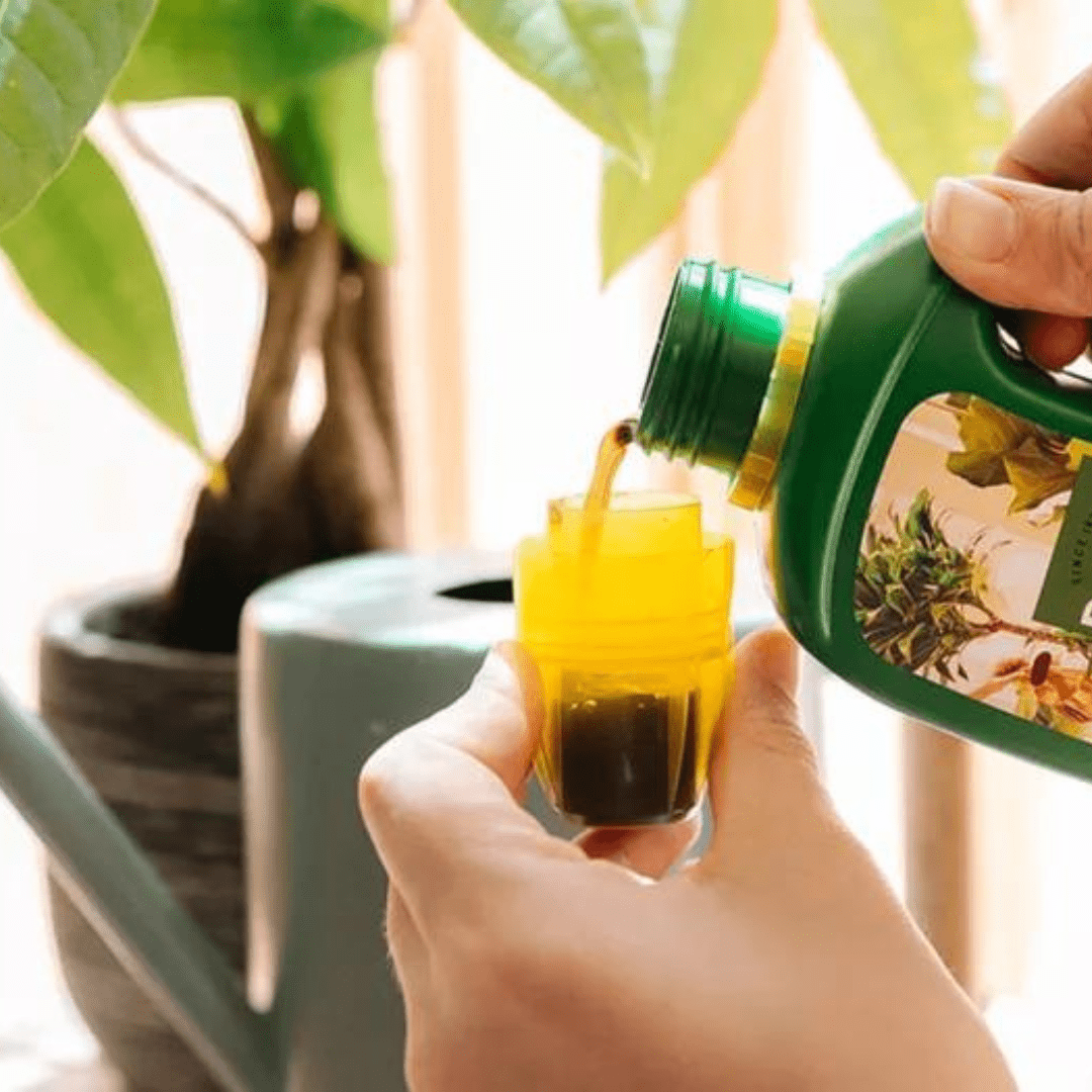 Hoe vaak moet ik voeding geven aan mijn kamerplant? - Green Bubble