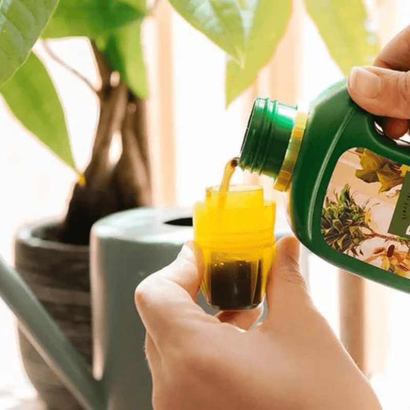 Hoe vaak moet ik voeding geven aan mijn kamerplant? - Green Bubble