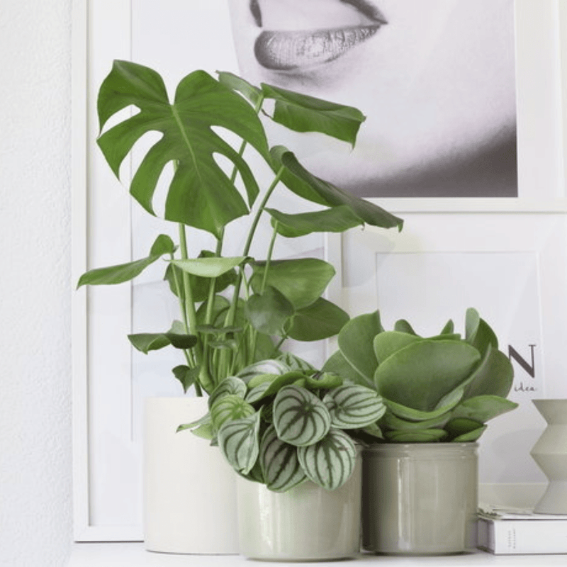 Hoe stek ik mijn Monstera kamerplant? - Green Bubble