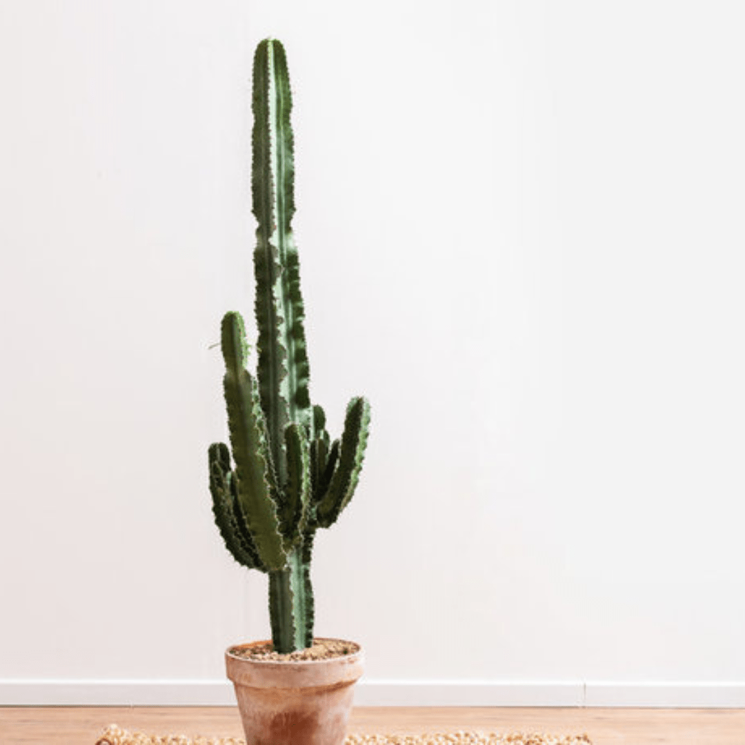 Hoe stek ik mijn vetplant? - Green Bubble
