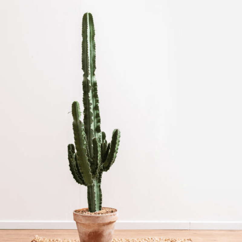 Hoe stek ik mijn vetplant? - Green Bubble