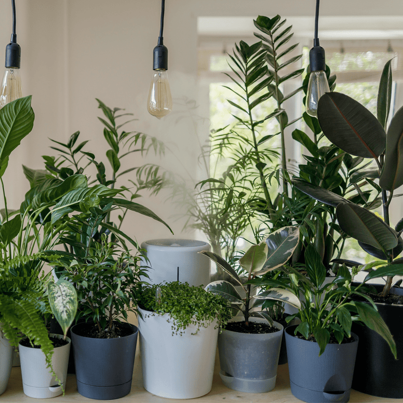 Top 10 trendy kamerplanten - Green Bubble