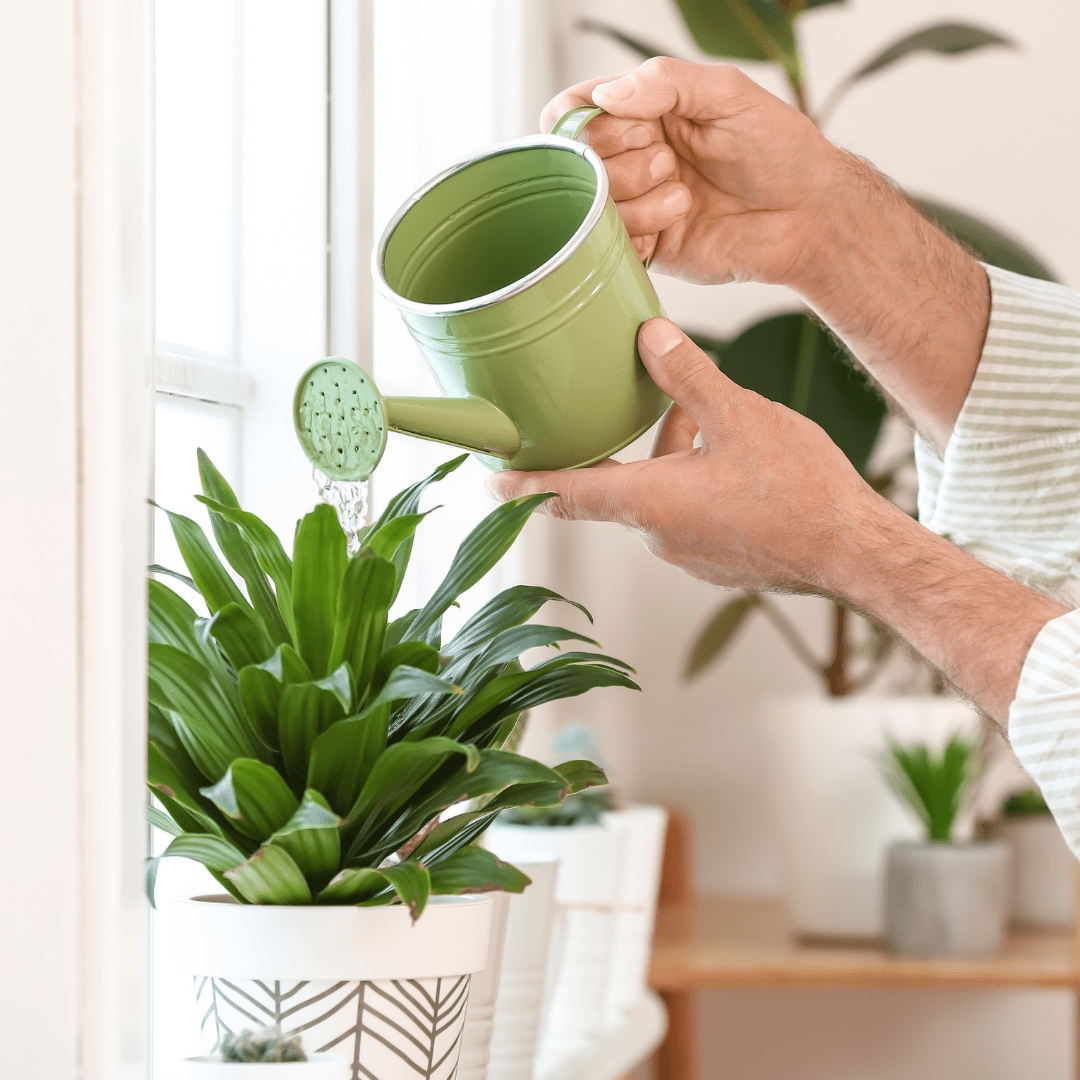 Arroser les plantes pendant les vacance - Green Bubble