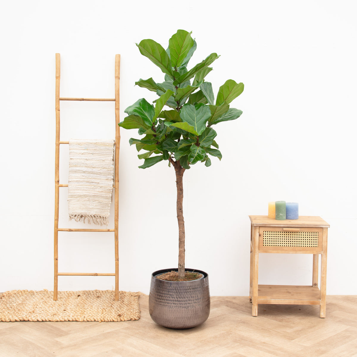 Wie ich meinen Ficus vermehren kann - Green Bubble