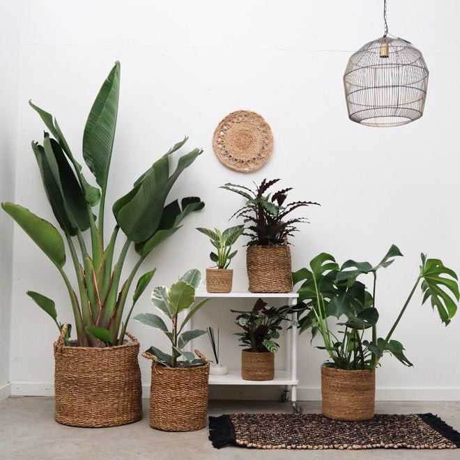 ¿Cómo elegir la planta adecuada? - Green Bubble