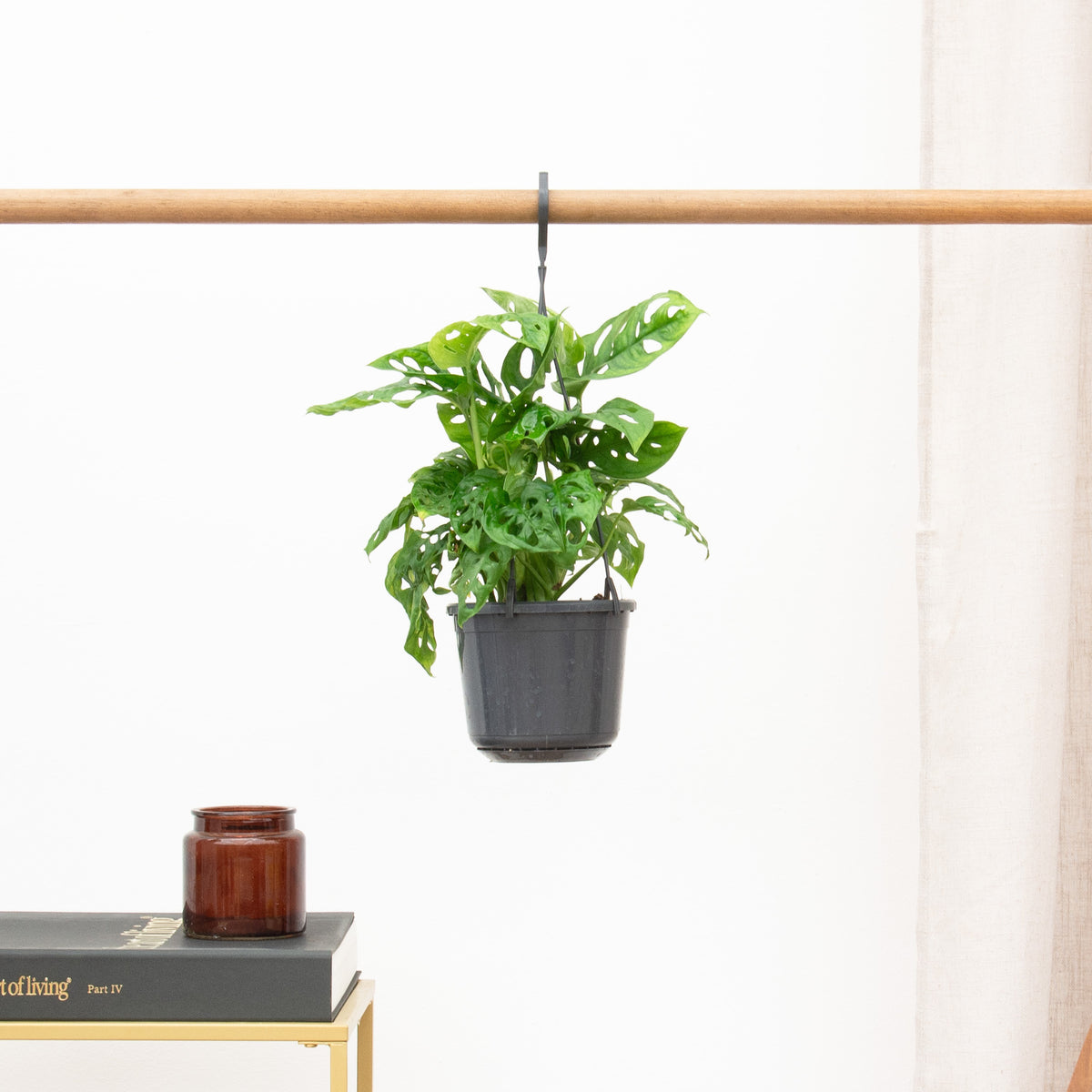 Monstera verzorgen tips - Green Bubble