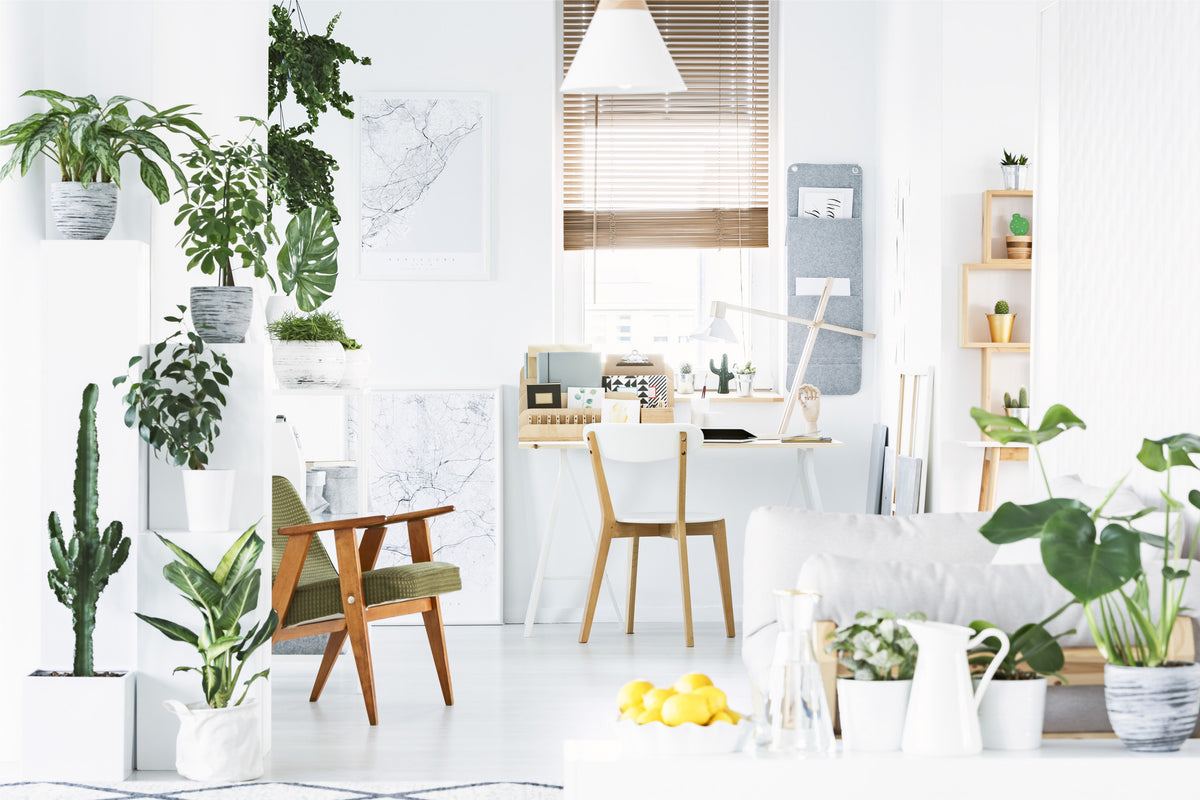 Onze 5 meest 'Hufterproof' planten voor in huis - Green Bubble