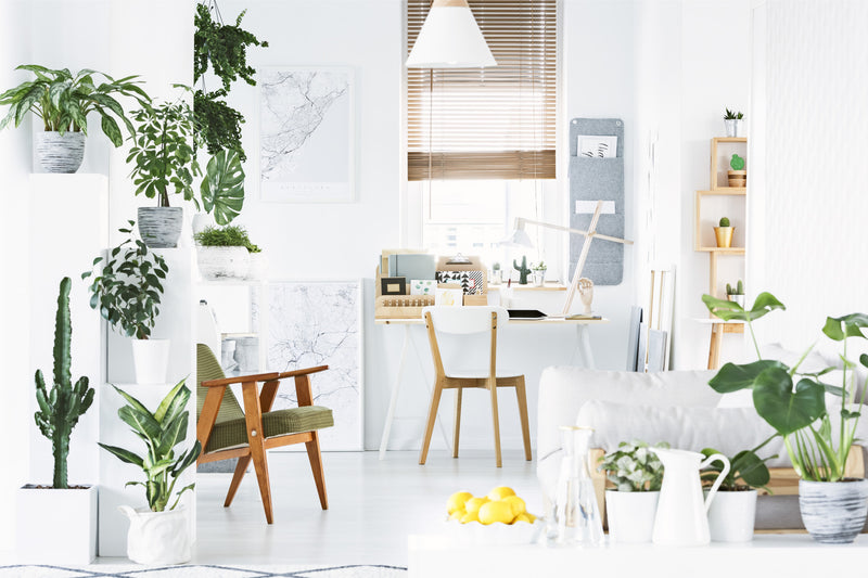 Onze 5 meest 'Hufterproof' planten voor in huis - Green Bubble