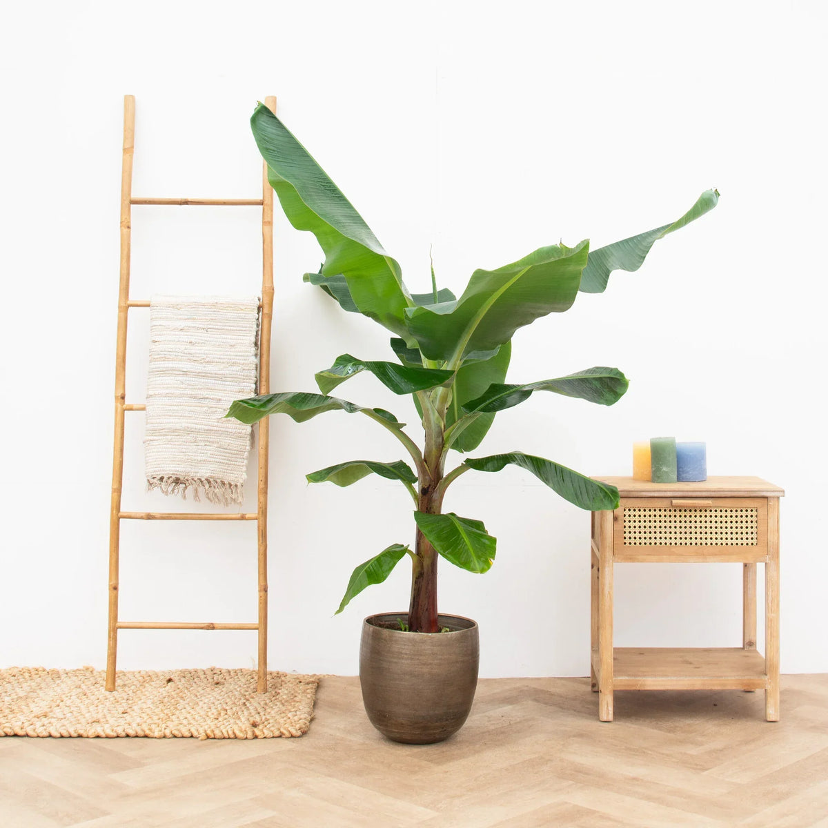 Alles wat je moet weten over de Bananenplant - Green Bubble