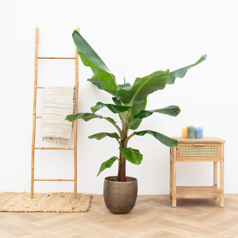 Alles wat je moet weten over de Bananenplant - Green Bubble