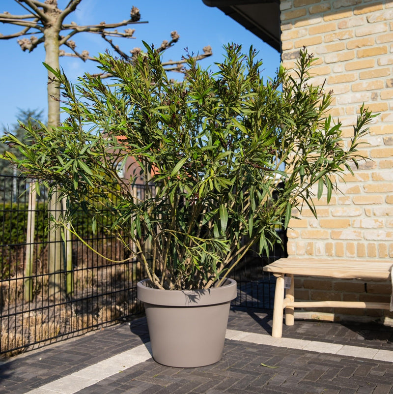 Hoe stek ik mijn Oleander? - Green Bubble