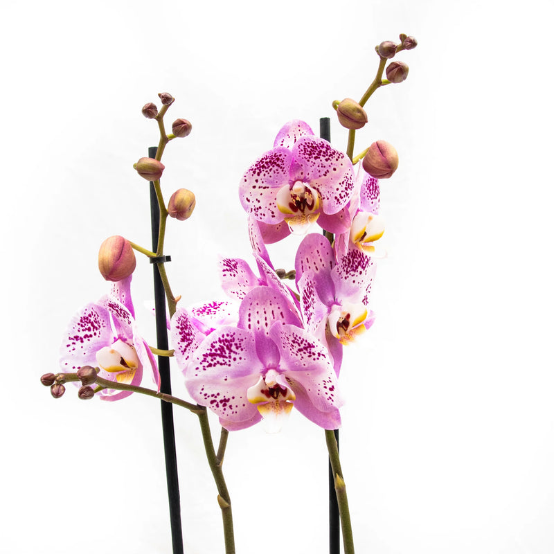 Geef je orchidee een tweede leven - Green Bubble