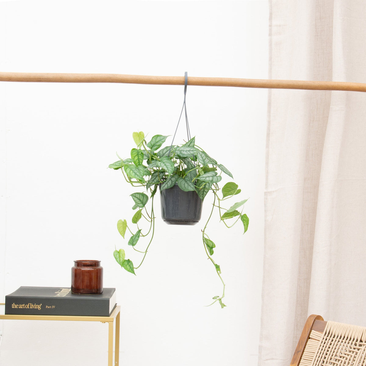 Las plantas colgantes más populares hoy en día - Green Bubble