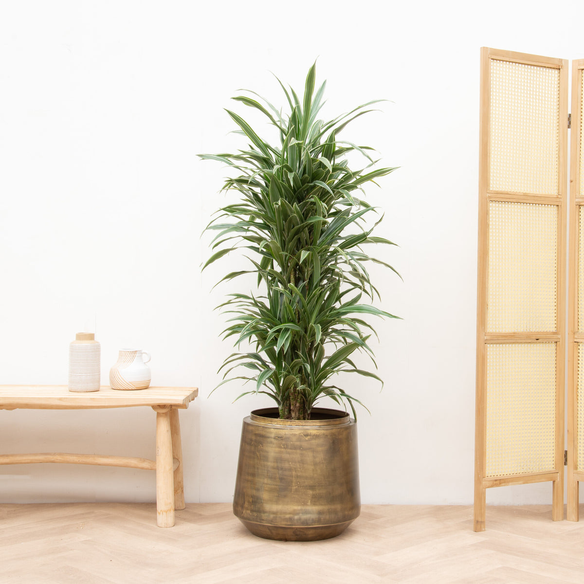 Tendance du moment : Dracaena - Green Bubble