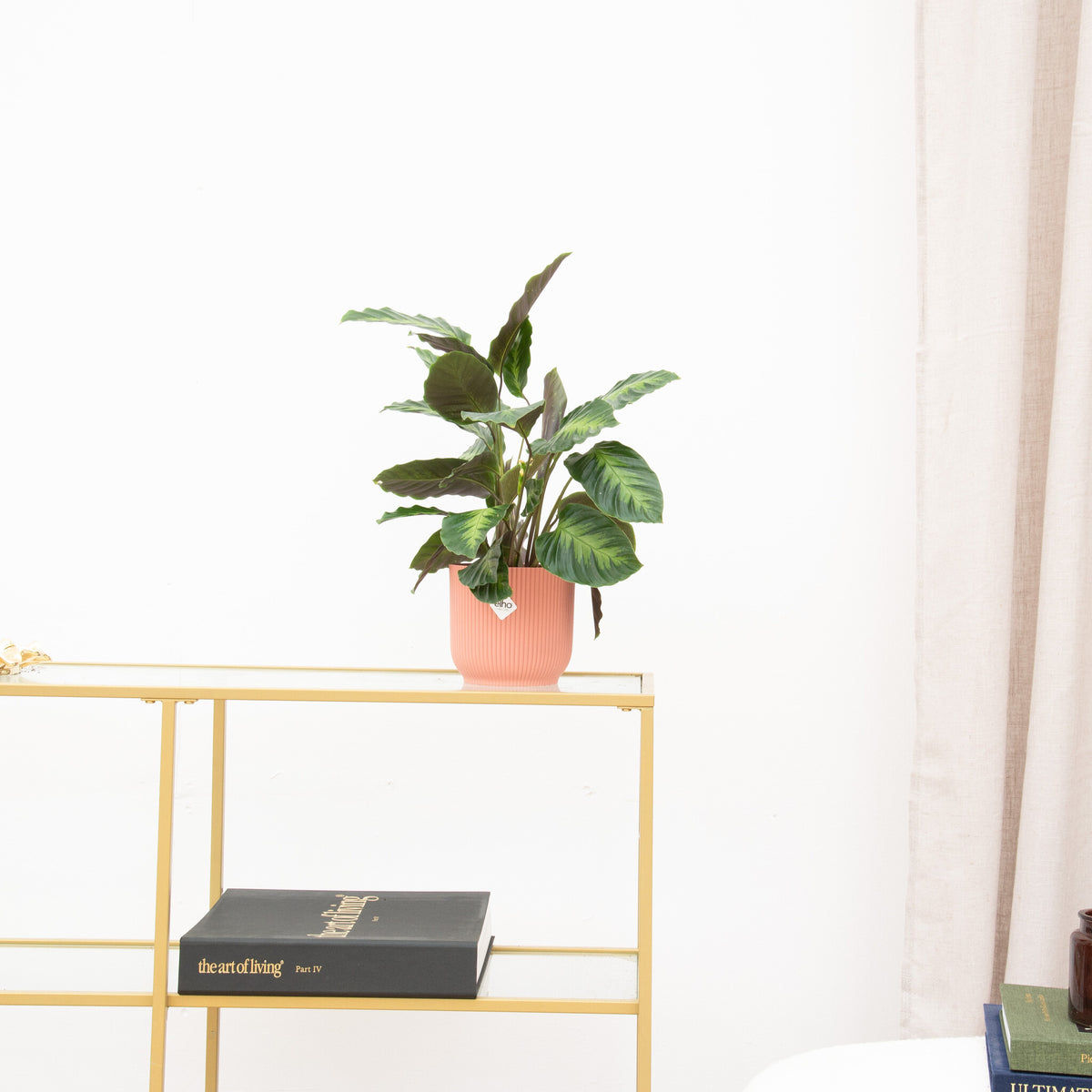Comment dois-je couper mon Calathea ? - Green Bubble