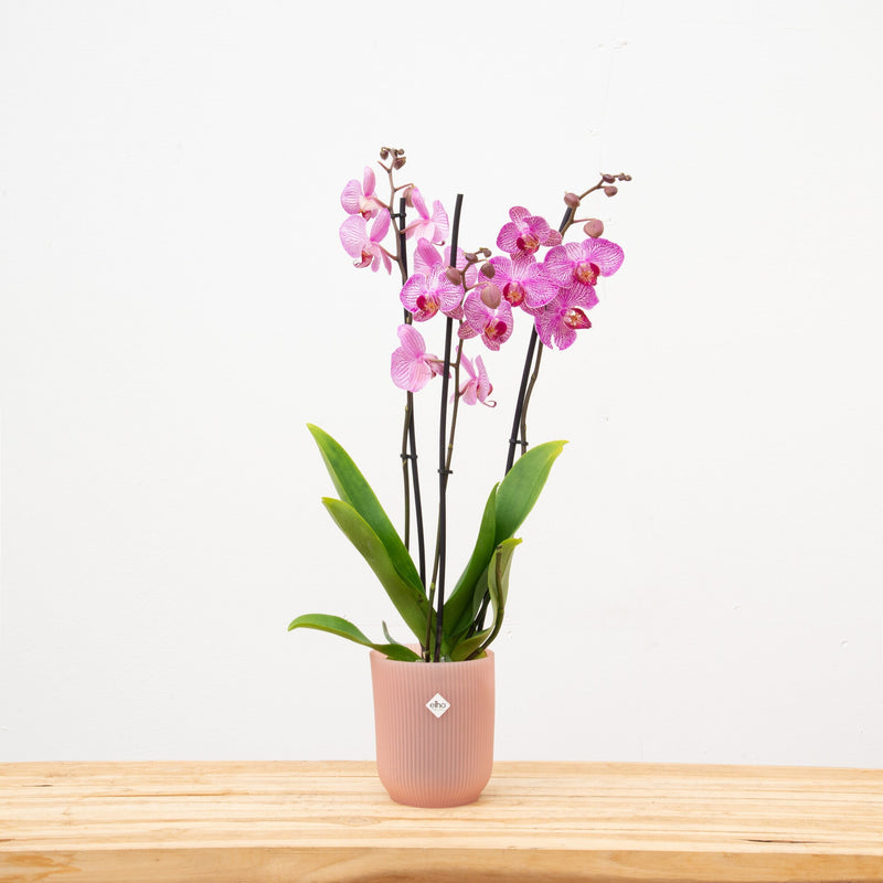 Hoe stek ik mijn orchidee - Green Bubble