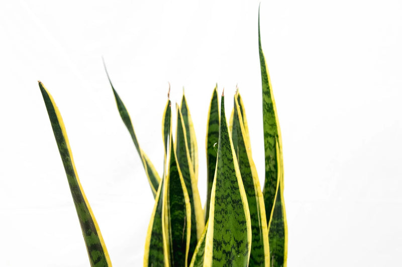 Hoe stek ik mijn Sansevieria? - Green Bubble