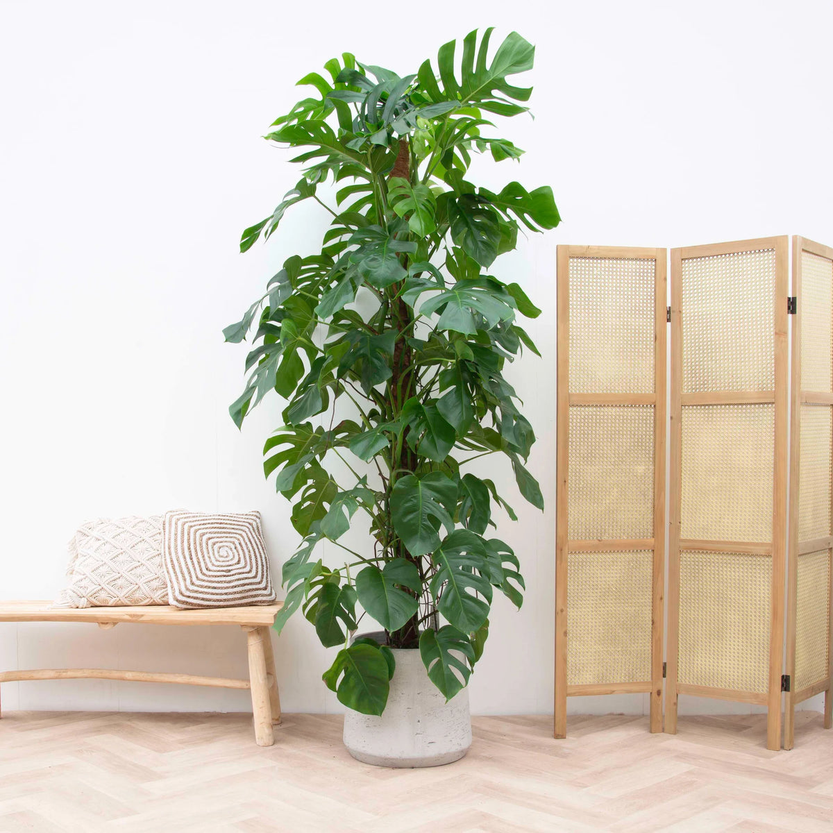 Everything you need to know about the Monstera (hole plant) - Green Bubble