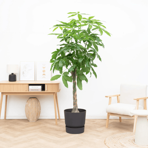 Verzorging Pachira Aquatica collectie Green Bubble