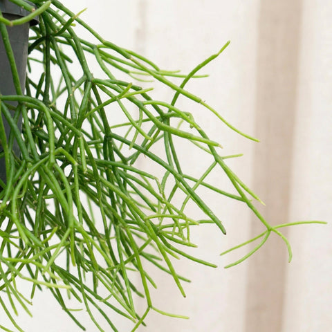 Rhipsalis (Rotskoraal) collectie Green Bubble