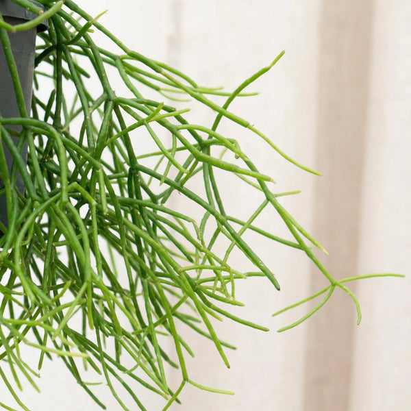 Rhipsalis (Rotskoraal) collectie Green Bubble