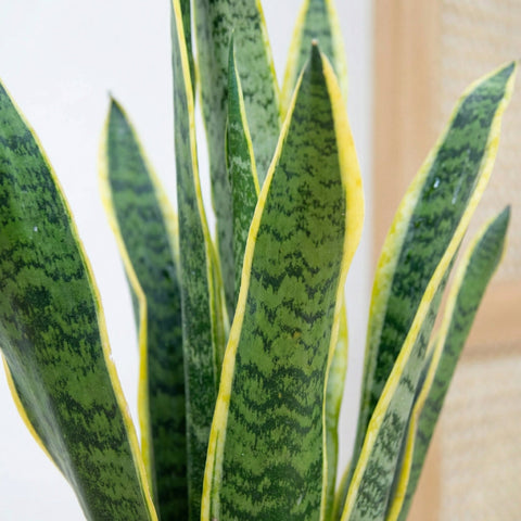 Sansevieria collectie Green Bubble