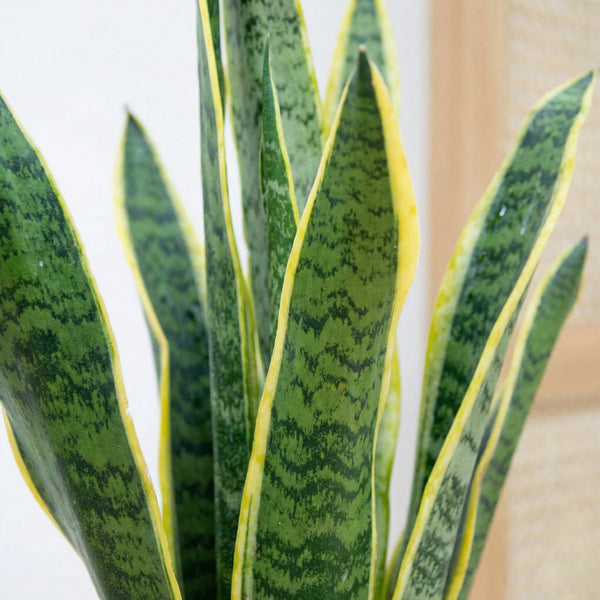 Sansevieria (hun-tunge) collectie Green Bubble
