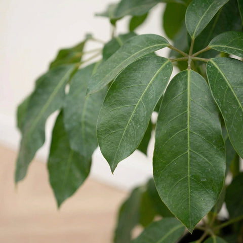 Schefflera (vingersboom) collectie Green Bubble