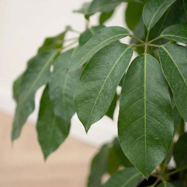 Schefflera (fingertræ) collectie Green Bubble