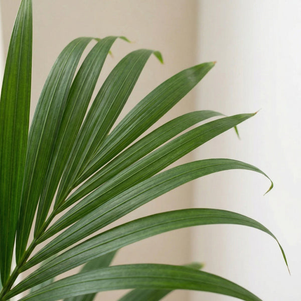 Palmera kentia (Howea forsteriana) collectie Green Bubble