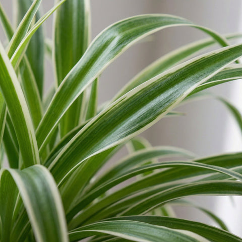 Graslelie (Chlorophytum Comosum) collectie Green Bubble