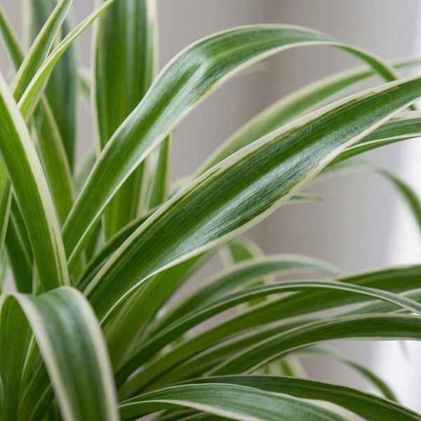 Graslelie (Chlorophytum Comosum) collectie Green Bubble