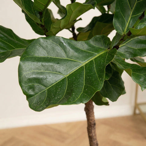 Ficus collectie Green Bubble