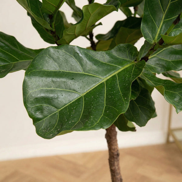 Ficus collectie Green Bubble