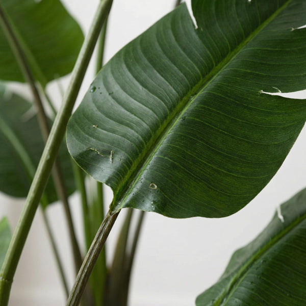 Kunst Strelitzia (Paradijsvogelplant) collectie Green Bubble