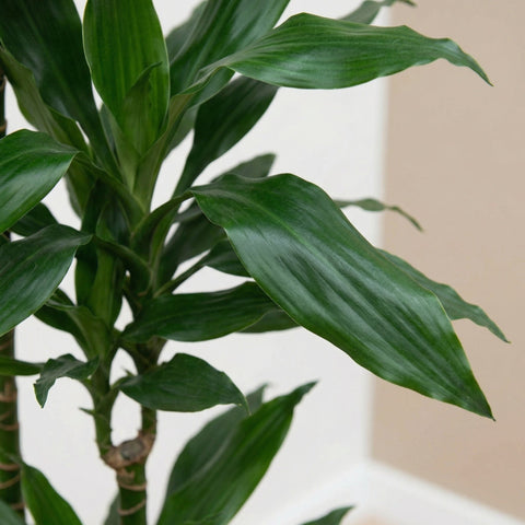 Dracaena (Drachenblutbaum) collectie Green Bubble