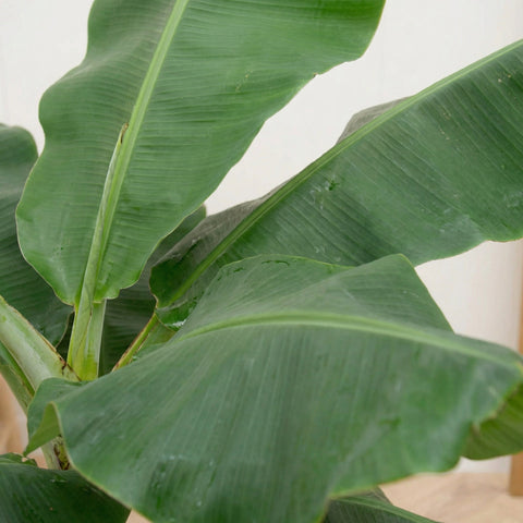 Bananenpflanze (Musa) collectie Green Bubble