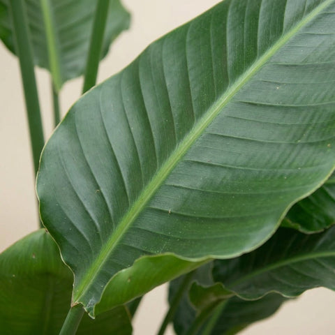 Strelitzia (Paradiesvogelpflanze) collectie Green Bubble