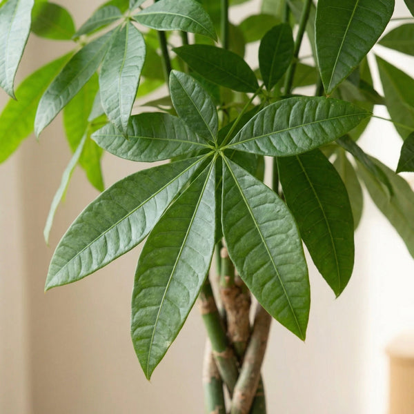 Pachira Aquatica (Planta del árbol del dinero) collectie Green Bubble