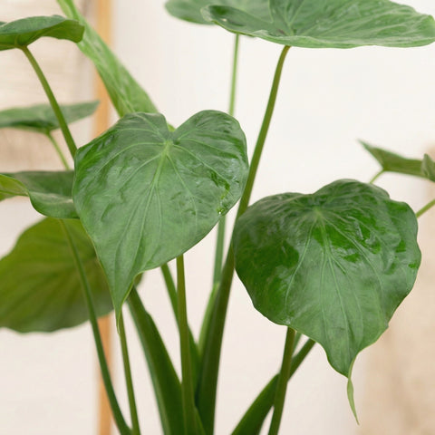 Alocasia (Olifantsoorplant) collectie Green Bubble