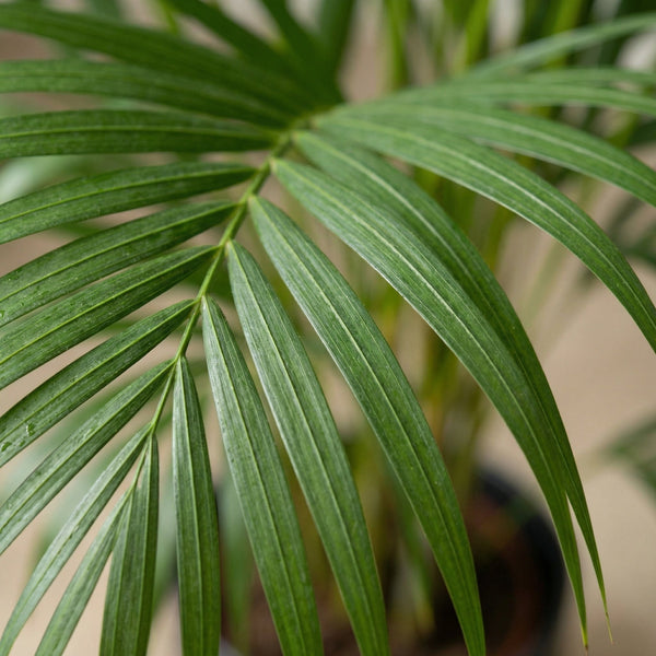 Areca palm (Dypsis Lutescens) collectie Green Bubble