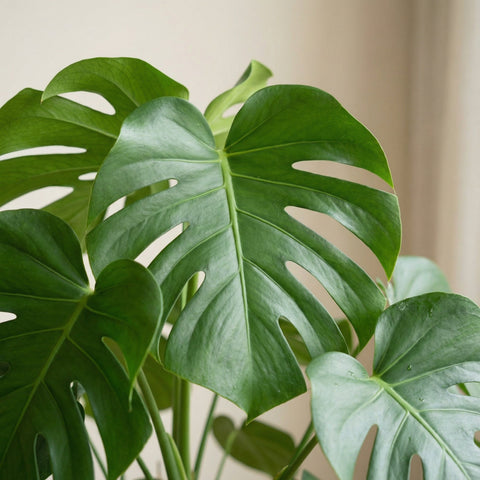 Monstera collectie Green Bubble
