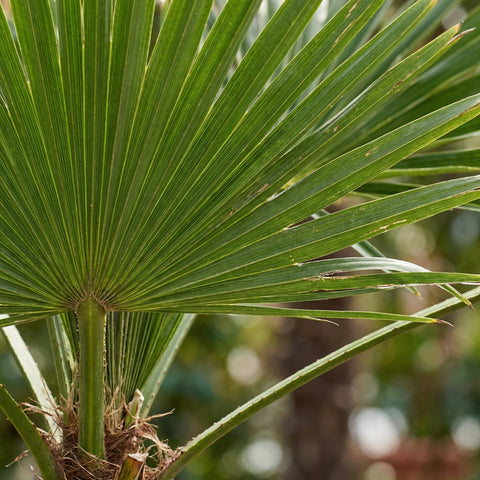 Verzorging Trachycarpus Fortunei collectie Green Bubble