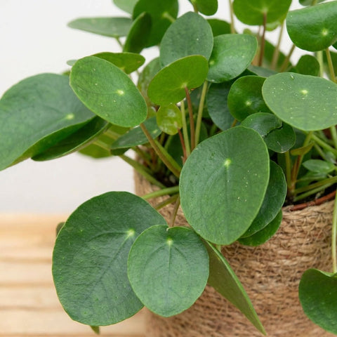 Pannenkoekplant (Pilea Peperomioidis) collectie Green Bubble